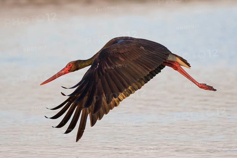 Black Stork (Ciconia nigra) flying, Lesvos, Greece