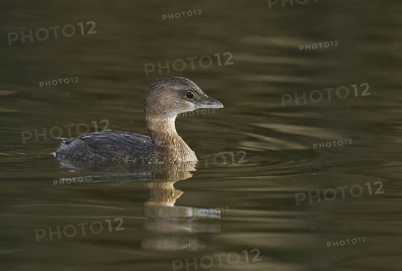 Pied-billed Grebe (Podilymbus podiceps), Arizona, USA