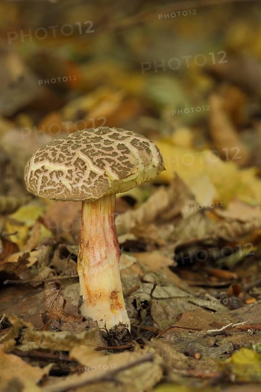 Red cracking bolete (Xerocomus chrysenteron), Bremthal, Eppstein, Taunus, Hesse, Germany