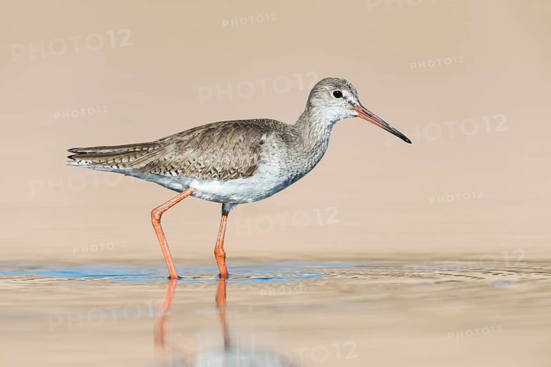 Common Redshank (Tringa totanus) foraging in shallow water, Eilat, Israel