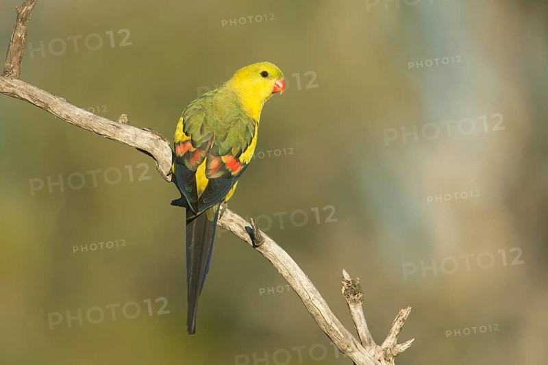 Regent Parrot (Polytelis anthopeplus) male perched on a branch, Victoria, Australia