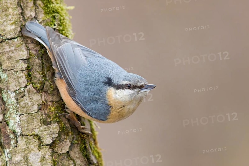 Eurasian Nuthatch (Sitta europaea) perched on a tree trunk, Poland