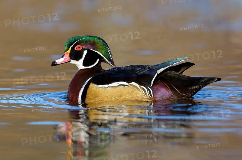 Wood Duck (Aix sponsa) male, British Columbia, Canada