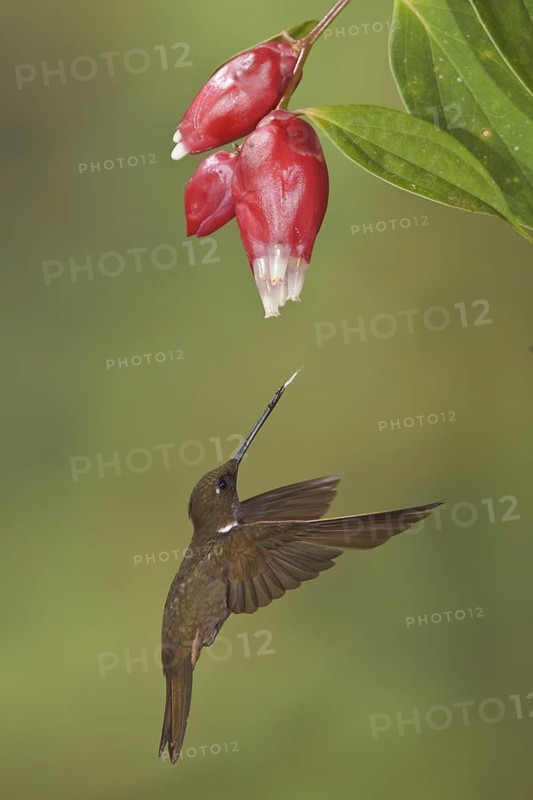 Brown Inca (Coeligena wilsoni), Ecuador