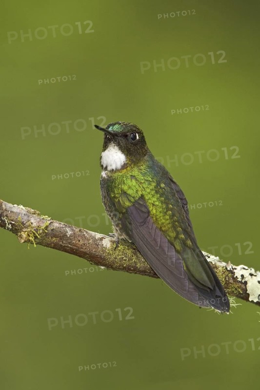 Tourmaline Sunangel (Heliangelus exortis) female, Ecuador