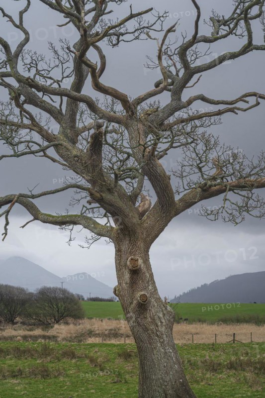 Close-up of a weather-beaten tree, nature photograph, nature photo, Lake District, England, Great Britain