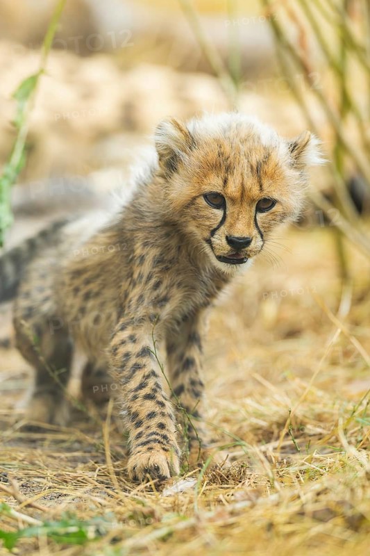 Cheetah (Acinonyx jubatus) youngster walking on a meadow, captive, occurrence Africa