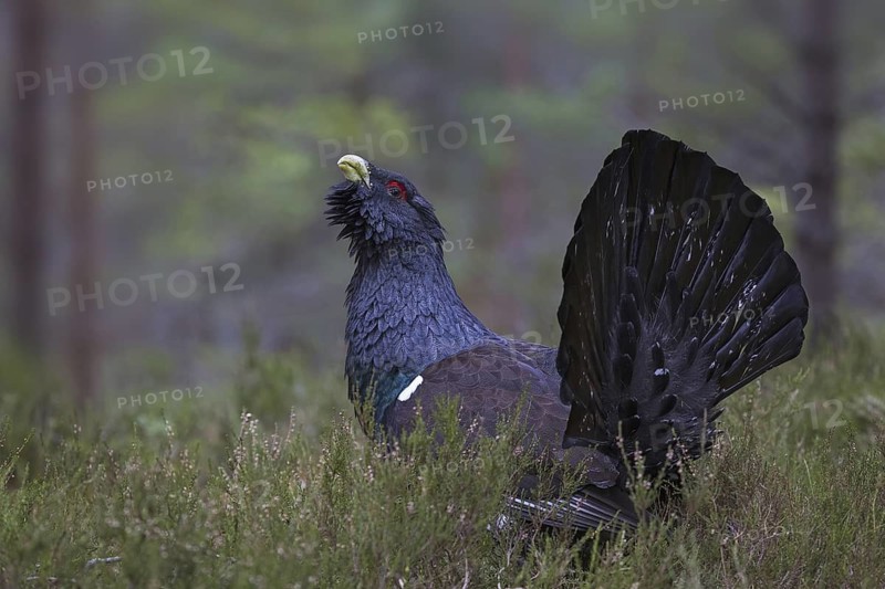 Western Capercaillie (Tetrao urogallus) male, Scotland, United Kingdom