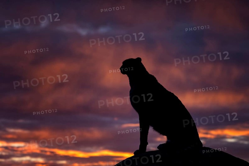 Cheetah (Acinonyx jubatus) captive, female in sunset, Castile-La Mancha, Spain