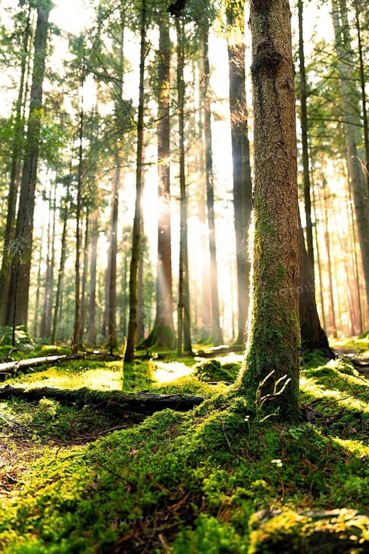 Sunlight shines through the forest and illuminates the green moss on the ground, Unterhaugstett, Black Forest, Germany