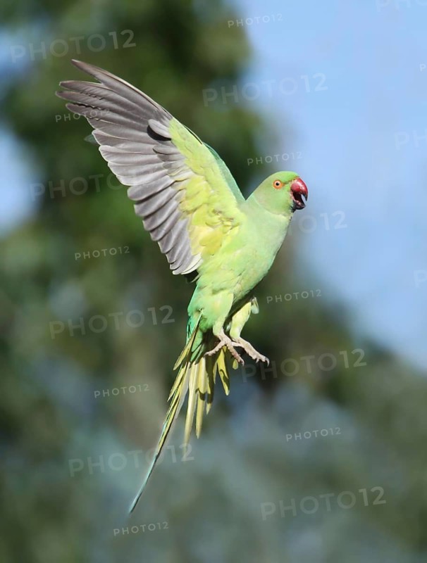 Rose-ringed Parakeet (Psittacula krameri) flying, France