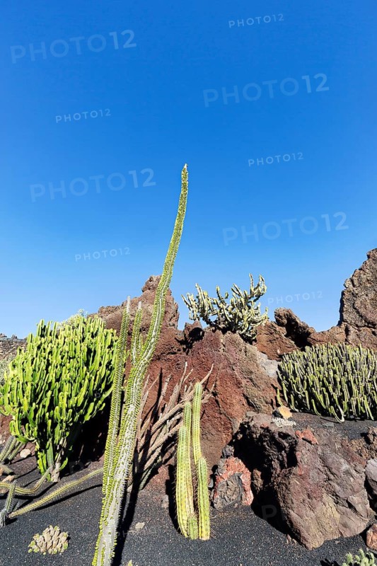 Cactus garden, succulent garden Jardín de Cactus, designed by César Manrique, Guatiza, Teguise, Lanzarote, Spain