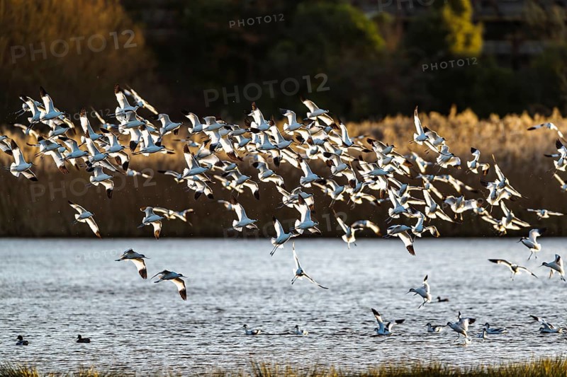 Pied Avocet, Recurvirostra avosetta, birds in flight over winter marshes, Devon, England, United Kingdom