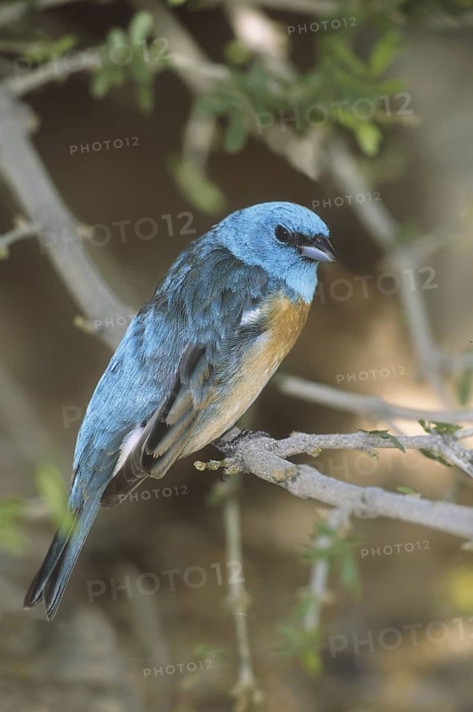 Lazuli Bunting (Passerina amoena), Arizona, USA