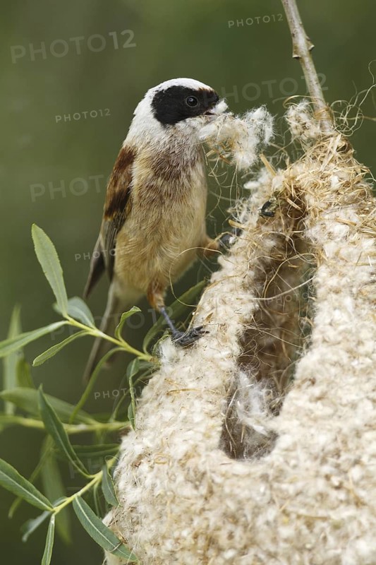 Eurasian Penduline Tit (Remiz pendulinus) male, Castile, Spain