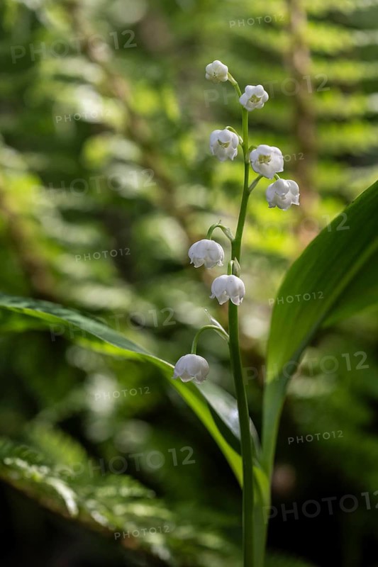 Lily of the valley (Convallaria majalis), Emsland, Lower Saxony, Germany