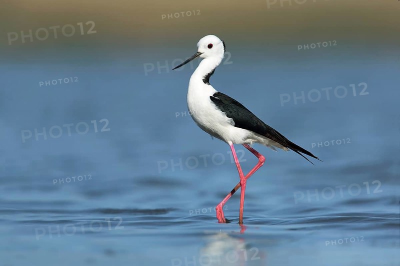 White-headed Stilt (Himantopus leucocephalus), Victoria, Australia