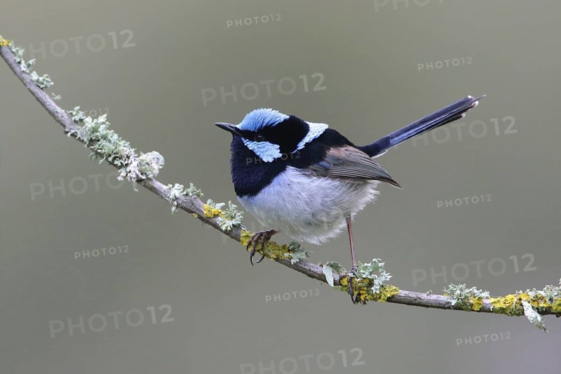 Superb Fairywren (Malurus cyaneus cyanochlamys) male perched on a branch, Victoria, Australia