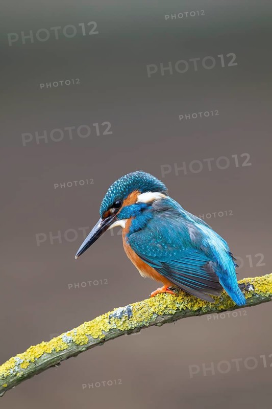 Common kingfisher (Alcedo atthis) adult male bird on a tree branch, England, United Kingdom