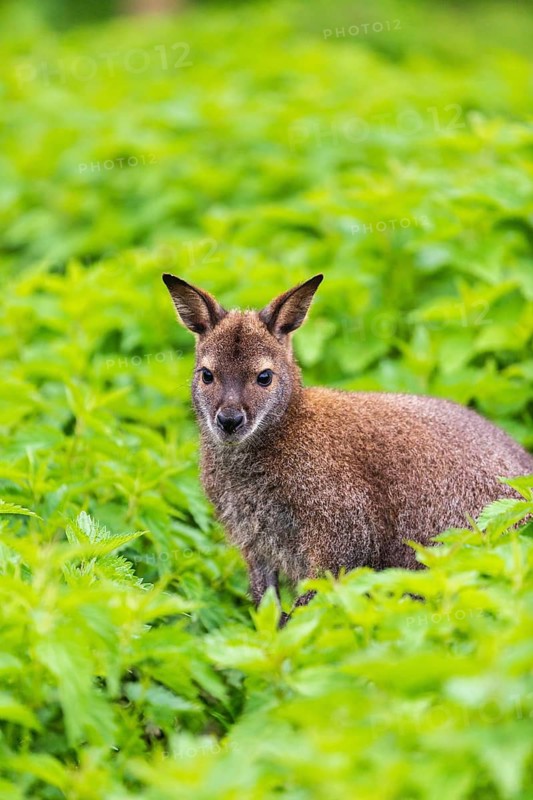 Red-necked wallaby or Bennett's wallaby (Macropus rufogriseus) sits amidst of a field of stinging nettle