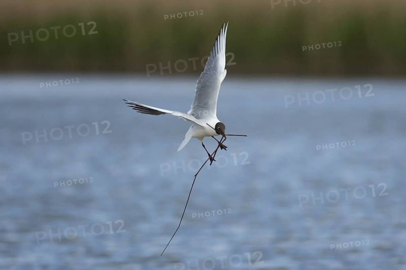 Black headed gull (Chroicocephalus ridibundus) adult seagull bird carrying nesting material in its beak over a lagoon in spring, RSPB Titchwell nature reserve, Norfolk, England, United Kingdom