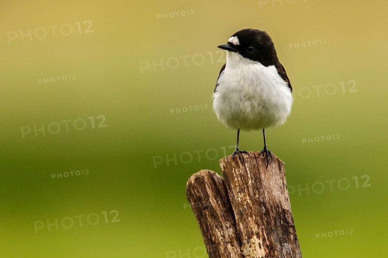 European Pied Flycatcher (Ficedula hypoleuca), male perched on a trunk, Castile and Leon, Spain