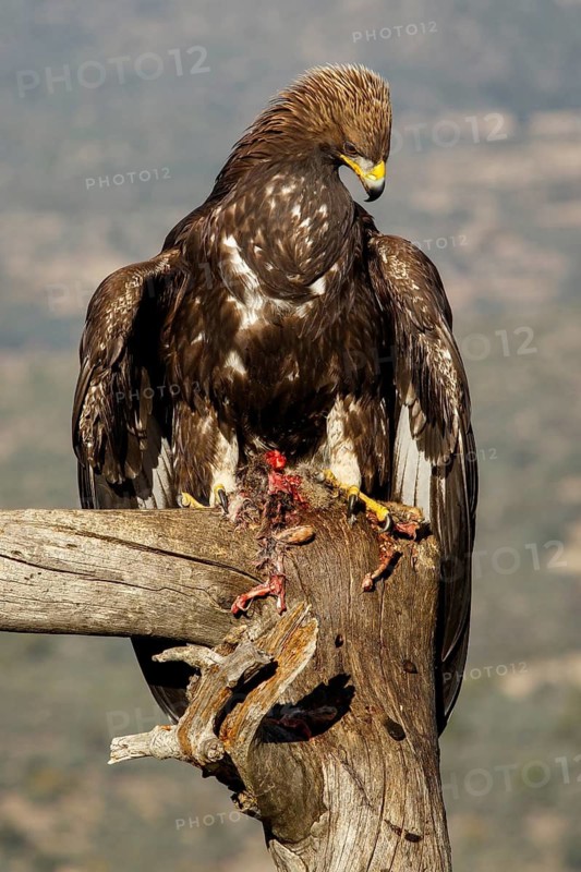 Golden Eagle (Aquila chrysaetos) immature, first winter plumage eating a rabbit, Castile and Leon, Spain