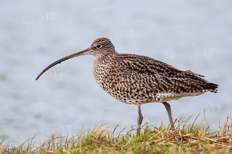Eurasian Curlew (Numenius arquata), Netherlands