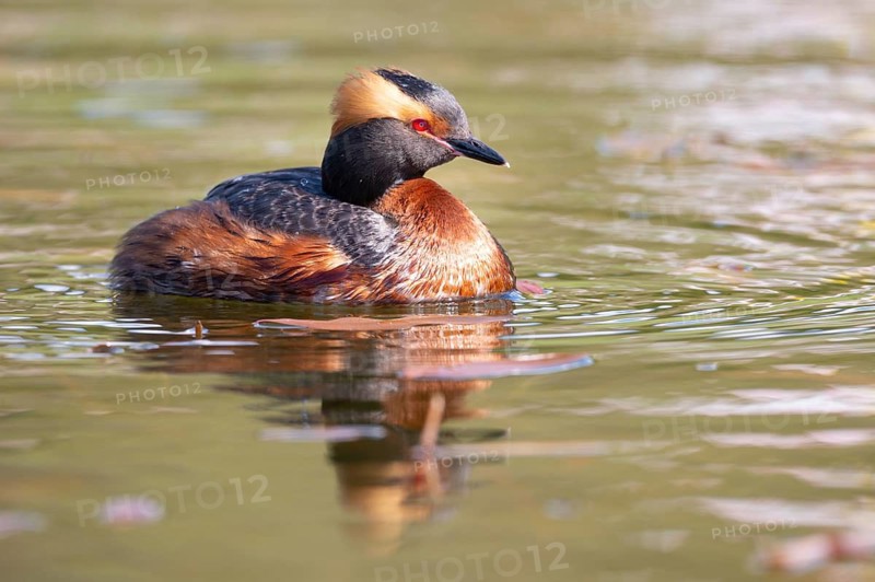 Slavonian grebe (Podiceps auritus) swimming on a lake, Västergötland, Falköping, Sweden