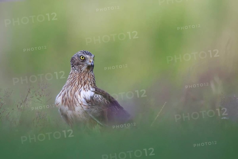 Western Marsh Harrier (Circus aeruginosus) male on grassland, Poland