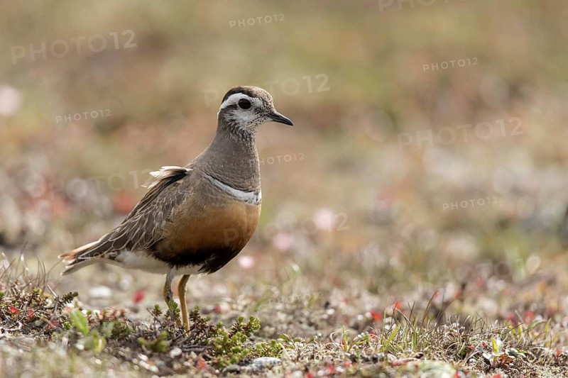 Eurasian Dotterel (Charadrius morinellus), Dalarna, Sweden