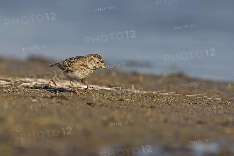 Asian Short-toed Lark (Alaudala cheleensis) on ground, Dornod Province, Mongolia