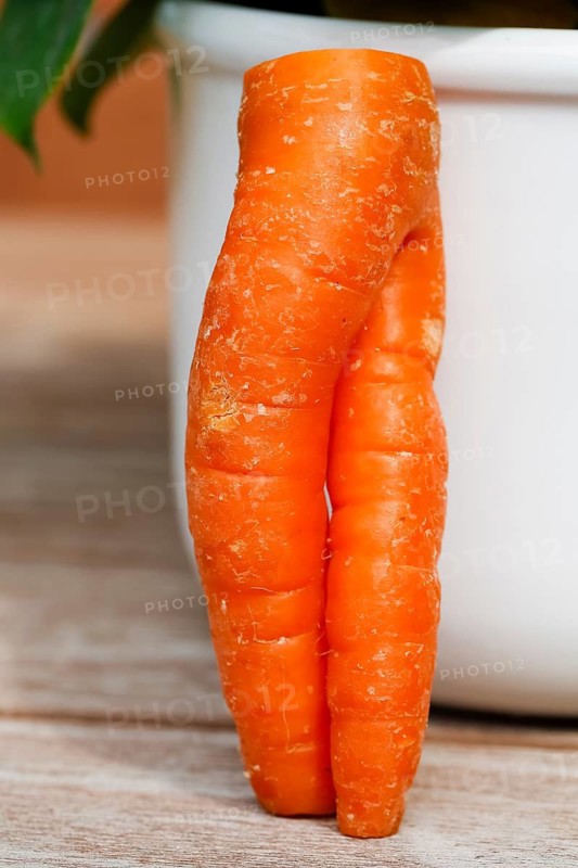 Carrot (Daucus carota subsp. sativus), funny carrot in the shape of trousers, carrot trousers, carrot turnip, yellow turnip, yellow turnip, carrot root, root is leaning against a white pot, vegetable, humour, Germany