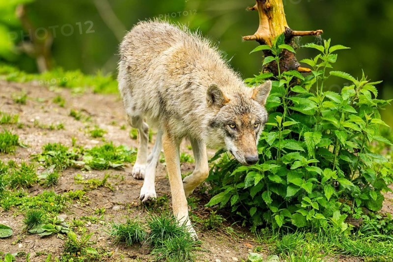 Eurasian wolf (Canis lupus lupus) in a forest, Austria