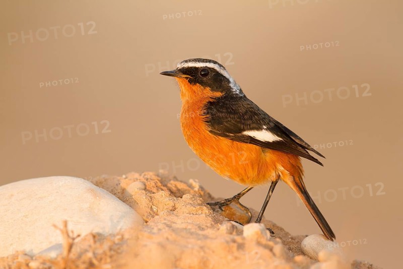 Moussier's Redstart (Phoenicurus moussieri) male, Morocco