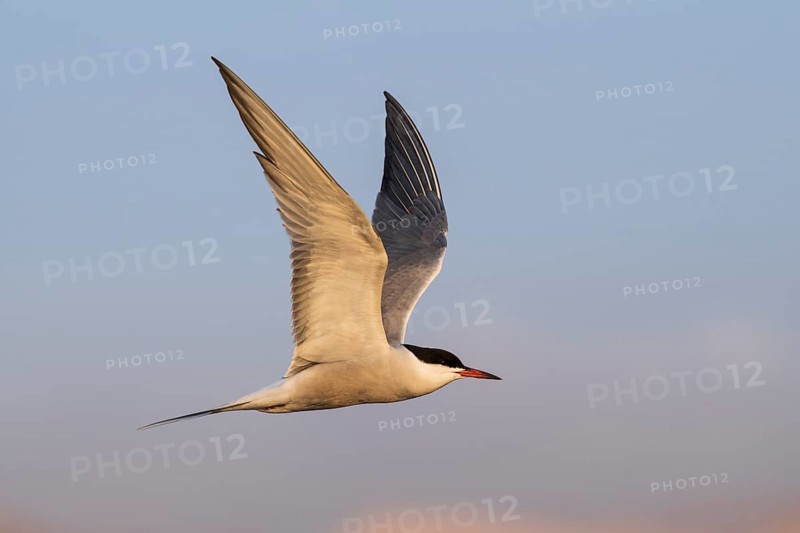 Common Tern (Sterna hirundo) flying, Eilat, Israel