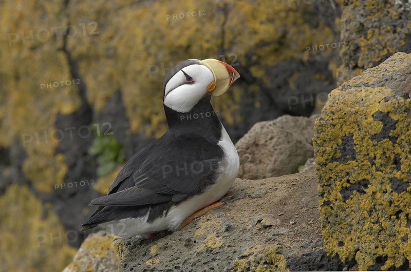 Horned Puffin (Fratercula corniculata), Alaska, USA