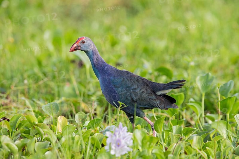 Grey-headed Swamphen (Porphyrio poliocephalus) foraging, Sri Lanka