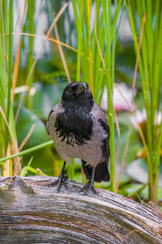 An adult hooded crow (Corvus cornix), sits on a branch in a garden pond