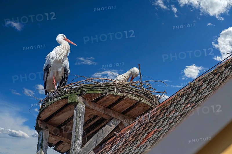 White stork (Ciconia ciconia) in the nest, cloudy sky, Lauf an der Pegnitz, Middle Franconia, Bavaria, Germany