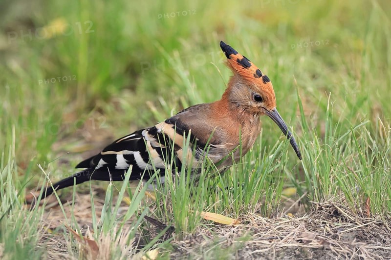 African hoopoe (Upupa africana), adult, alert, on ground, foraging, Mountain Zebra NP, Eastern Cape, South Africa, Africa, Germany