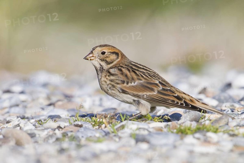 Lapland Longspur - Spornammer - Calcarius lapponicus ssp. lapponicus, Germany