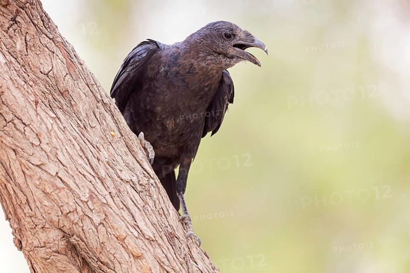 Bristle Raven, (Corvus rhipidurus), animals, birds, raven, raven, passerine bird of the raven family, Ein Gedi Reserve, En Gedi, HaDarom, Israel