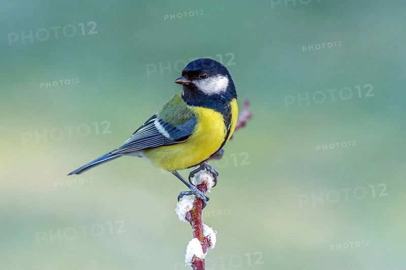 Great Tit (parus major) Great Tit • Baden-Württemberg, Germany, Baden-Württemberg, Federal Republic of Germany