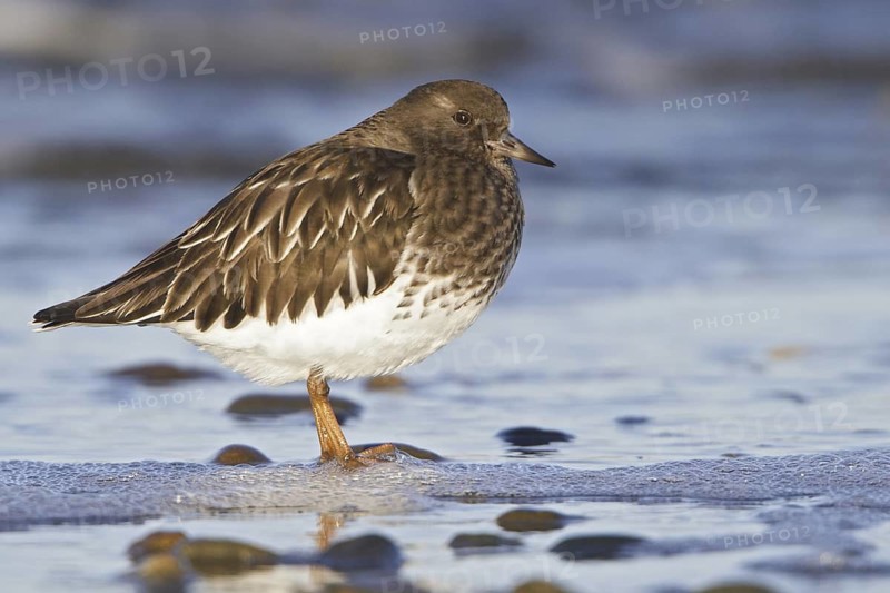 Black Turnstone (Arenaria melanocephala), British Columbia, Canada