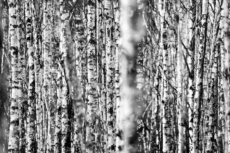 Birch forest as a natural burial grave site, Hofgeismar, Weser Uplands, Weserbergland, Hesse, Germany