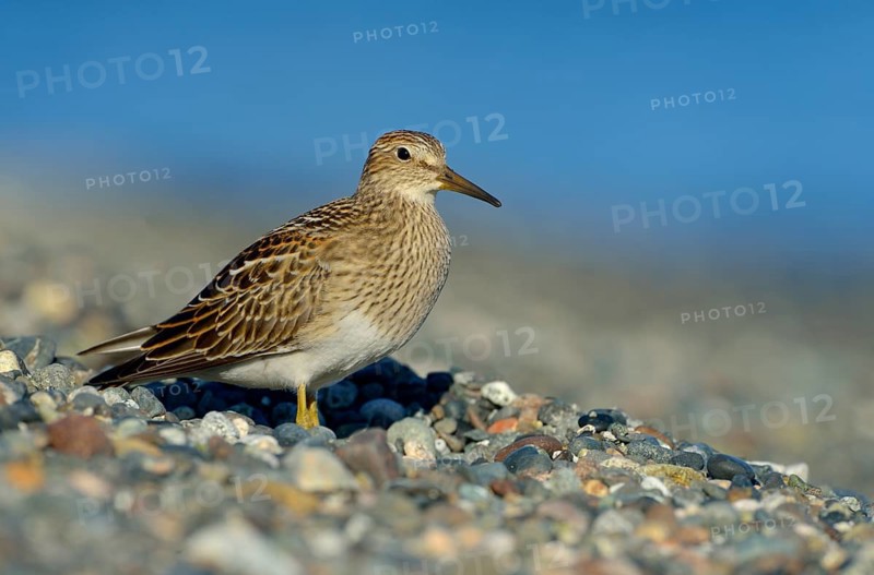 Pectoral Sandpiper (Calidris melanotos), British Columbia, Canada