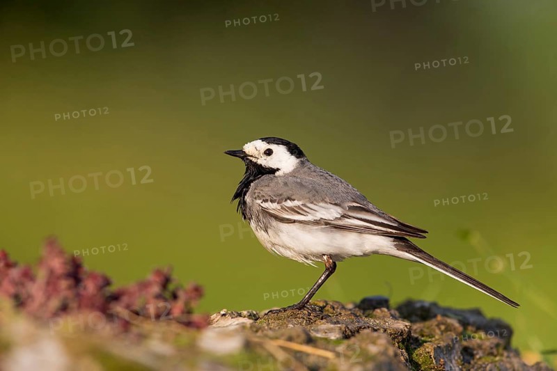 White wagtail, (Motacilla alba), animals, birds, family of wagtails and pipits, Beindersheim, Bad Dürkheim district, Rhineland-Palatinate, Federal Republic of Germany