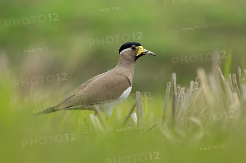 Yellow-wattled Lapwing (Vanellus malabaricus) foraging in a dry agricultural field, Sreepur, Gazipur, bangladesh