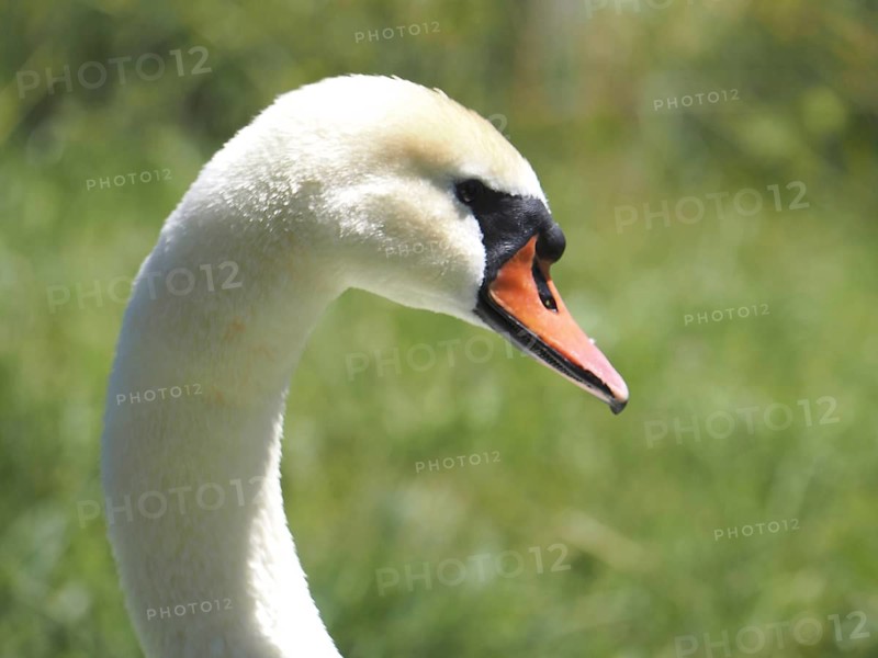 Mute swan (Cygnus olor)